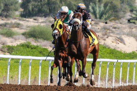 __COUNT__ Horse Racing From Jebel Ali, Dubai, United Arab Emirates - 08 ...