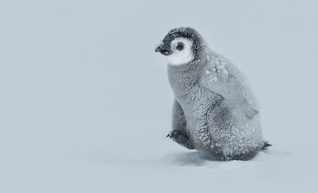 Penguin Chicks Huddle Together Editorial Stock Photo - Stock Image ...