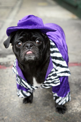 pimp dog costume