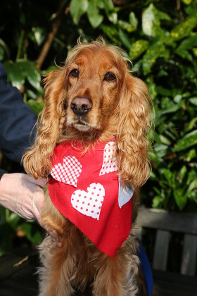 cocker spaniel bandanas