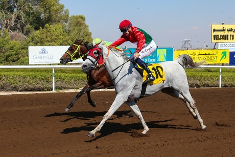 Horse Racing from Jebel Ali, Dubai, United Arab Emirates - 19 Feb 2016 ...