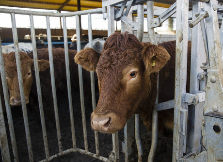 56 Tb in cattle Stock Pictures, Editorial Images and Stock Photos ...