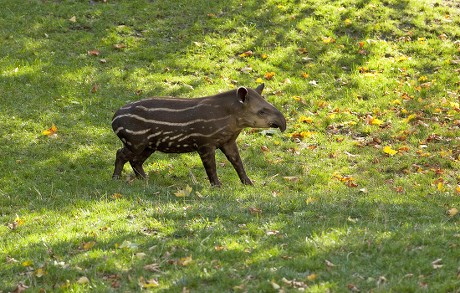 250 Tapirus Stock Pictures, Editorial Images and Stock Photos ...