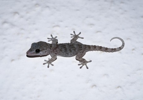 Gomero Wall Gecko La Gomera Gecko Editorial Stock Photo - Stock Image ...