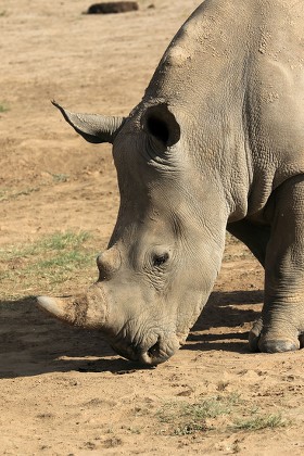 White Rhino Ol Pejeta Conservancy Kenya Editorial Stock Photo - Stock ...