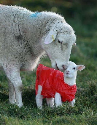 Spring Lambs Wearing Red Rain Coats Editorial Stock Photo - Stock Image ...