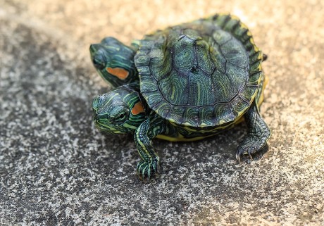 Twoheaded Red Eared Slider Turtle Editorial Stock Photo - Stock Image ...