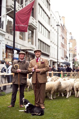 'Sheep on The Row' launching Wool Week, Saville Row, London, Britain - 05 Oct 2015