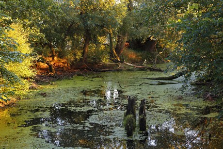 41 Wetland oxbow lake Stock Pictures, Editorial Images and Stock Photos ...