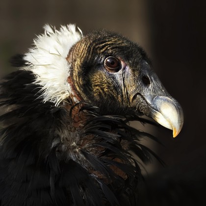 Andean Condor Vultur Gryphus Female Portrait Editorial Stock Photo 