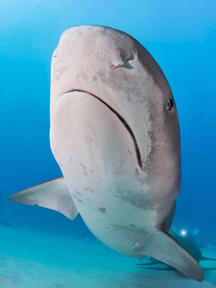 Tiger Shark Galeocerdo Cuvier Below Caribbean Editorial Stock Photo ...