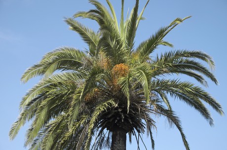 Canary Island Date Palm Phoenix Canariensis Editorial Stock Photo ...