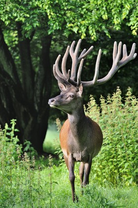 250 Deer antler velvet Stock Pictures, Editorial Images and Stock ...