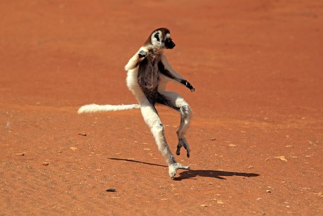 79 Monkey jumps Stock Pictures, Editorial Images and Stock Photos ...