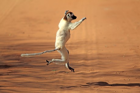 79 Monkey jumps Stock Pictures, Editorial Images and Stock Photos ...