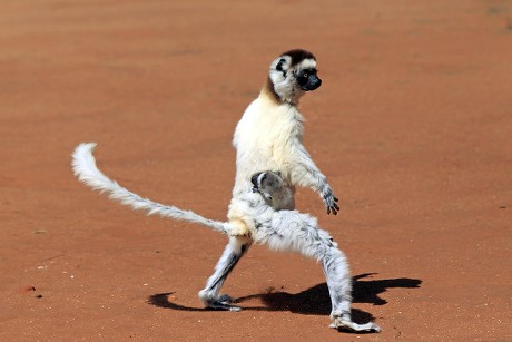 79 Monkey jumps Stock Pictures, Editorial Images and Stock Photos ...