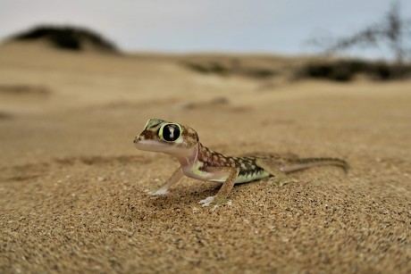 Namib Gecko Namib Sand Gecko Webfooted Editorial Stock Photo - Stock ...