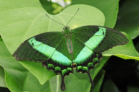 Emerald Swallowtail Emerald Peacock Greenbanded Peacock Editorial Stock ...