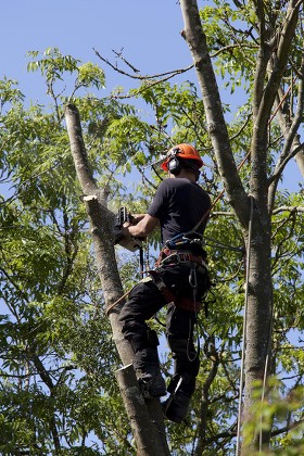 250 Sawing trees Stock Pictures, Editorial Images and Stock Photos ...