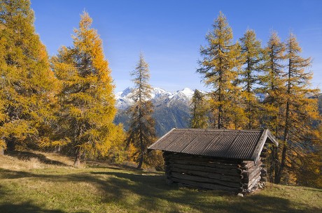 17 Stacking hay Stock Pictures, Editorial Images and Stock Photos