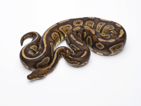 250 Python regius Stock Pictures, Editorial Images and Stock Photos ...