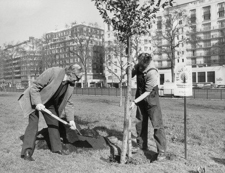 Sir Hugh Casson Architect Planting A Tree At Park Lane During National Tree Week. Box 674 22403166 A.jpg.