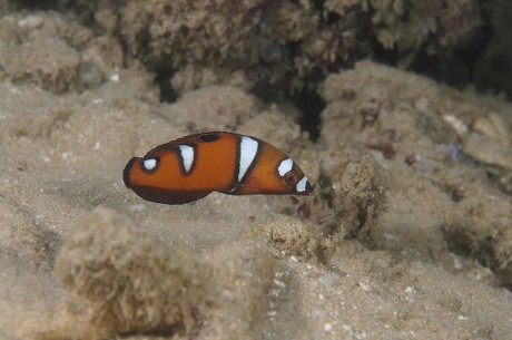 Queen Coris Red Wrasse Coris Formosa Editorial Stock Photo - Stock