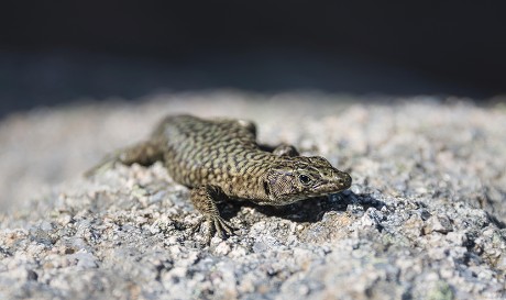 Bedriagas Rock Lizard Archaeolacerta Bedriagae On Editorial Stock Photo