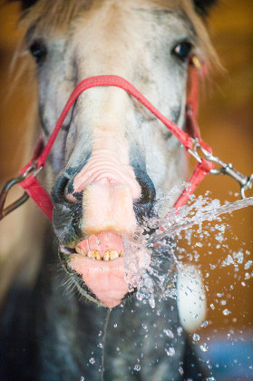 Shire Horse Receives Cooling Drink Editorial Stock Photo - Stock Image ...
