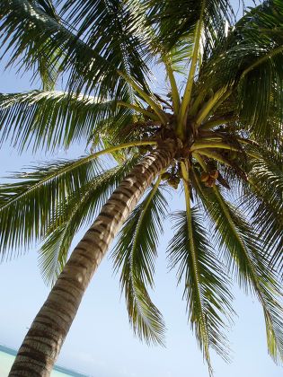 Coconut Tree Tiwi Beach Kenya Editorial Stock Photo - Stock Image ...