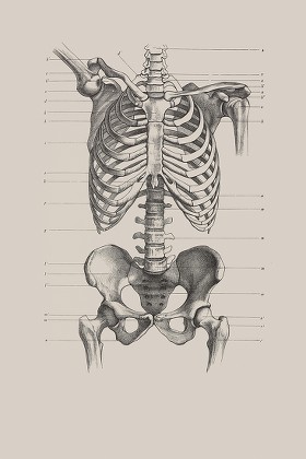 Skeletal Torso Anatomical Illustration Editorial Stock Photo - Stock ...