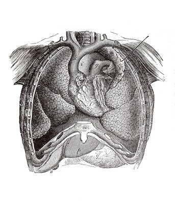 Longitudinal Section Human Torso Anatomical Illustration Editorial ...