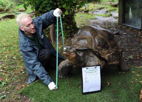 Dirk Galapagos Giant Tortoise Weighs 160kg Editorial Stock Photo ...