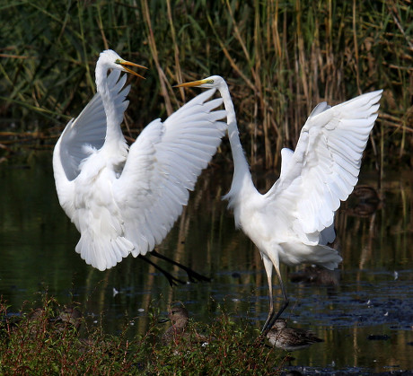 Great White Egrets Fighting Editorial Stock Photo - Stock Image ...