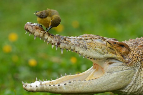 Bird Crocodile Editorial Stock Photo - Stock Image | Shutterstock