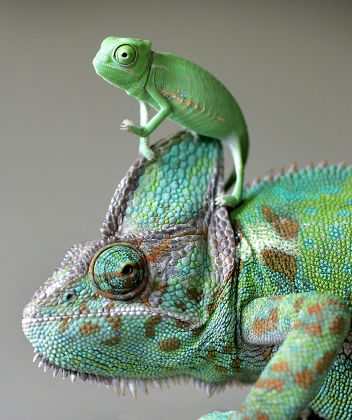 How to Parent a Chameleon
