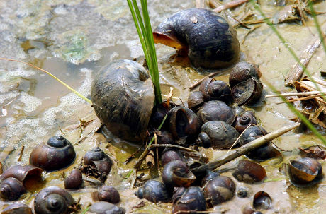 Amazonian Snails Paddy Field Zhongliang Village Editorial Stock Photo ...