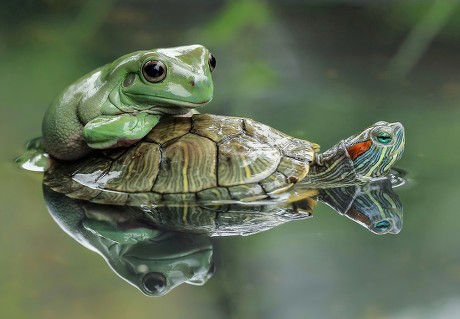 Frog Riding On Turtle Editorial Stock Photo - Stock Image | Shutterstock