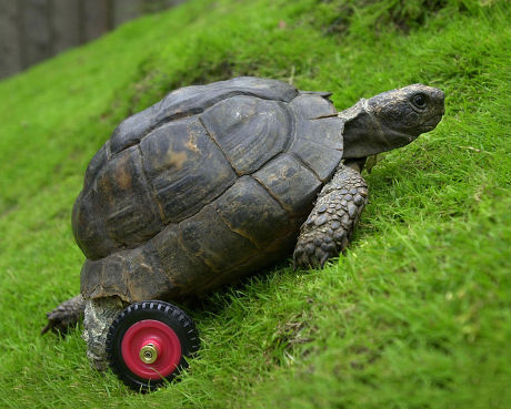 Final Adjustments Keeper Jo Hawthorn Longleat Editorial Stock Photo ...