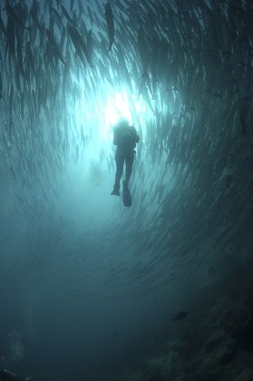 Diver Amongst Shoal Blackfin Barracuda Sphyraena Editorial Stock Photo ...