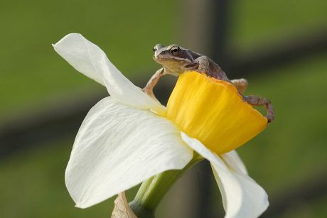 frogspawn clipart flower