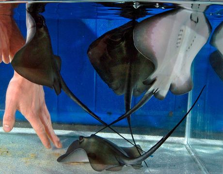 stingray giving birth