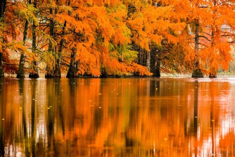 Boulieu Bald Cypresses Have Blazing Colours Editorial Stock Photo ...