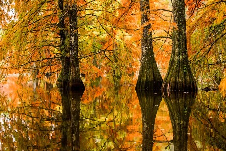 Boulieu Bald Cypresses Have Blazing Colours Editorial Stock Photo ...