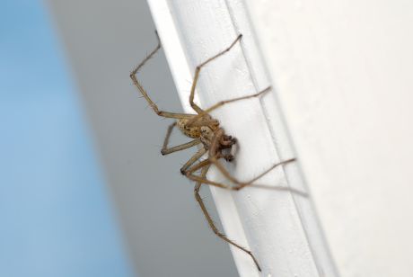 Tegenaria Gigantea Common House Spider Editorial Stock Photo - Stock