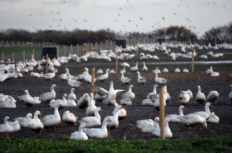 Bird Flu Case Discovered, Redgrave Park Farm, Suffolk, Britain - 13 Nov ...