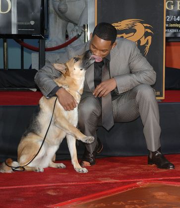 Will Smith Dog Abby Movie Legend 新闻传媒库存照片- 库存图片| Shutterstock