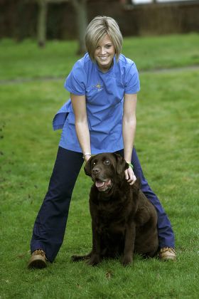 Rusty Labrador Kirsty Thomson Eastgate Vetinary Editorial Stock Photo ...