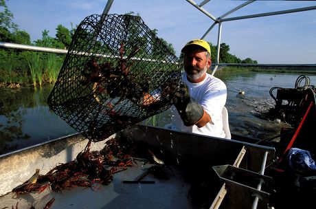 Crawfish Crayfish Farm Maurice Louisiana America Editorial Stock Photo ...