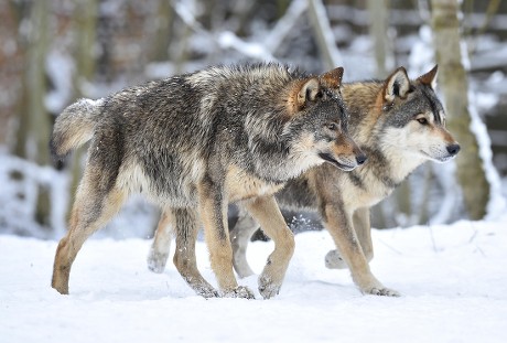 500 Canadian timber wolf Stock Pictures, Editorial Images and Stock ...